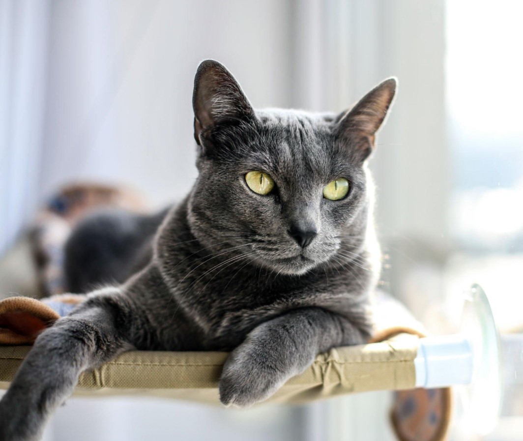 8 Best Hypoallergenic Cat Breed for Allergies (of 2023) 8 Russian Blue